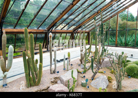 Cacti at a greenhouse at Cambridge Botanic Gardens. Cambridge, UK Stock Photo