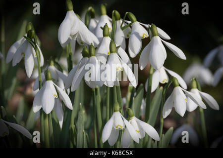 Snowdrops in springtime Stock Photo