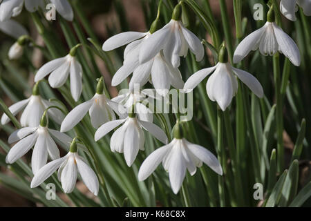 Snowdrops in springtime Stock Photo