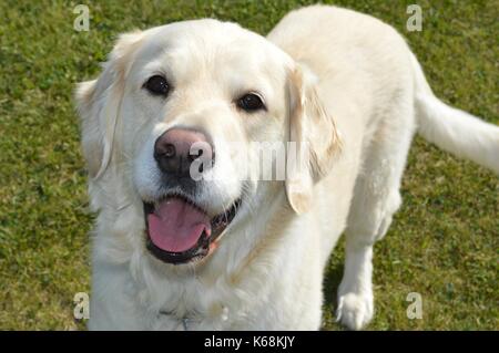 English retriever standing on the lawn Stock Photo