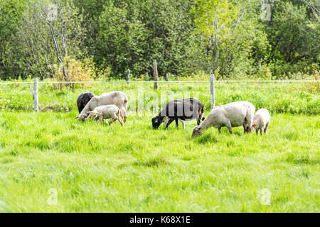 White lamb grazing on green pasture field with black sheep mother in Ile D'Orleans, Quebec, Canada, with herd Stock Photo