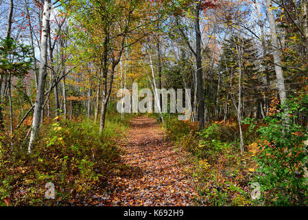 Sacandaga Pathway trail through the Adirondack wilderness in autumn in Speculator, New York, NY USA. Stock Photo
