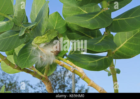 Fuzzy Seed Parachutes of a Giant Milkweed Stock Photo