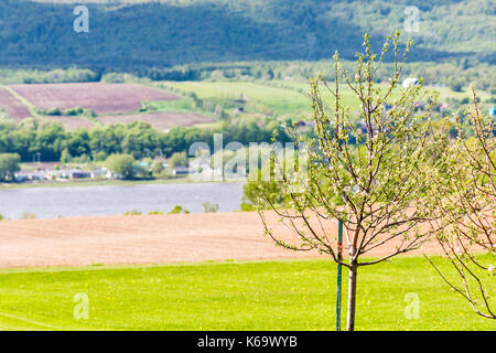 Ile D'Orleans landscape with green blossoming young apple trees and field in summer with view of Saint Lawrence River and small village or town on sho Stock Photo