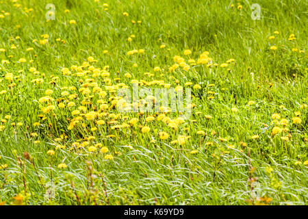 Group of many yellow dandelion flowers in green grass farm field in Quebec, Canada Charlevoix region Stock Photo