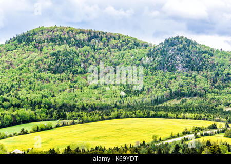 Patch farm field hills of yellow dandelion flowers in green grass in Quebec, Canada Charlevoix region by mountains, hills, forest, rural road in count Stock Photo