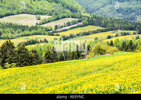 Patch farm field hills of yellow dandelion flowers in green grass in Quebec, Canada Charlevoix region by mountains, hills, forest, rural road in count Stock Photo