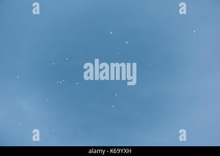 Many white seagulls birds flying high in flock group against isolated stormy gray blue cloud in sky Stock Photo