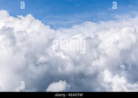 Many white seagulls birds flying high in flock group against isolated stormy gray blue large big huge cloud in storm sky Stock Photo