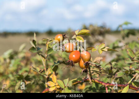 Almost ripe rosehip berries on a twig in a sunny landscape Stock Photo