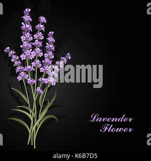 Beautiful lavender flowers on black background. Stock Vector