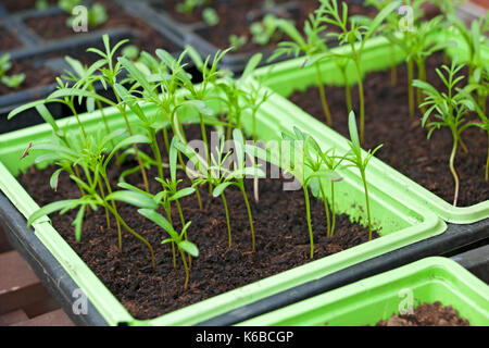 Close up of green young tender cosmos seed seedling seedlings plants in a seed tray growing in a greenhouse England UK United Kingdom GB Great Britain Stock Photo