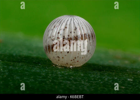 Owl Butterfly Eggs, Caligo species, white and brown striped, ridged ova laid on top of leaf, single, macro Stock Photo