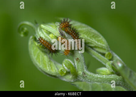 Young Butterfly Caterpillars, Zebra Longwing, Heliconius charithonia on passionflower leaf, brown with black spines, larvae, two or three days old ,me Stock Photo