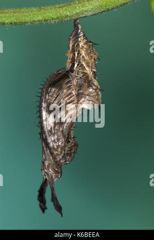 Zebra Longwing Butterfly Pupae, Heliconius charitonius, chrysalis hanging from stem, horns, charitonia ,metamorphosis Stock Photo