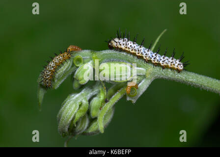 Zebra Longwing Butterfly, Caterpillars feeding, Heliconius charithonia, on passionflower, yellow, 1st and 2nd instar, sequence ,metamorphosis Stock Photo