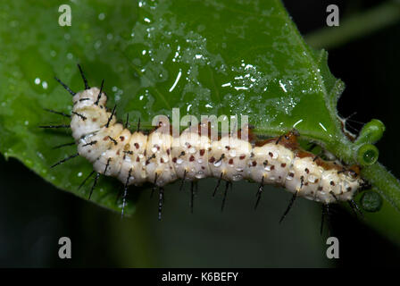 Zebra Longwing Butterfly, Caterpillars feeding, Heliconius charithonia, on passionflower, yellow, 3rd instar, sequence, white with black spines ,metam Stock Photo