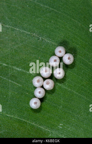 Owl Butterfly Eggs, Caligo species, white ridged ova laid on top of leaf, group Stock Photo