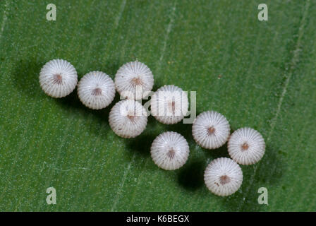 Owl Butterfly Eggs, Caligo species, white ridged ova laid on top of leaf, group Stock Photo