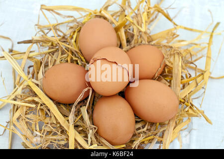 Close up of broken egg in a nest of six brown eggs Stock Photo