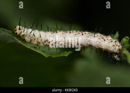Zebra Longwing Butterfly, Caterpillars feeding, Heliconius charithonia, on passionflower, yellow, 3rd instar, sequence, white with black spines Stock Photo