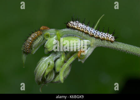 Zebra Longwing Butterfly, Caterpillars feeding, Heliconius charithonia, on passionflower, yellow, 1st and 2nd instar, sequence Stock Photo