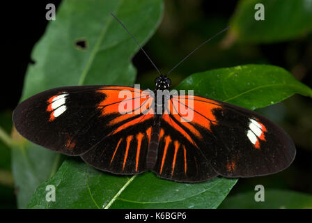 Postman Butterfly, Heliconius melpomene, resting on leaf with wings open, tropical jungle, rainforest Stock Photo