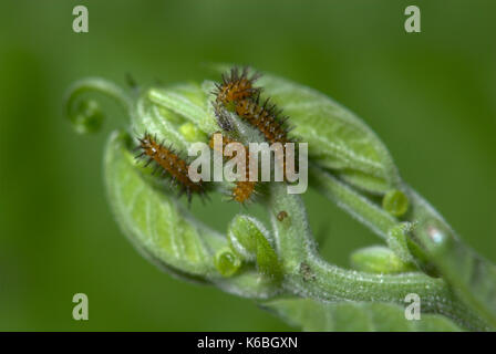 Young Butterfly Caterpillars, Zebra Longwing, Heliconius charithonia on passionflower leaf, brown with black spines, larvae, two or three days old Stock Photo