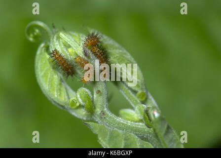 Young Butterfly Caterpillars, Zebra Longwing, Heliconius charithonia on passionflower leaf, brown with black spines, larvae, two or three days old Stock Photo