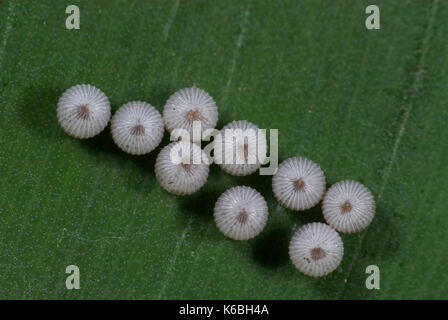 Owl Butterfly Eggs, Caligo species, white ridged ova laid on top of leaf, group Stock Photo