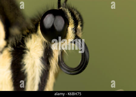 Close up of Butterfly Curled Tongue or Probiscus, Swallowtail, Papilio ophidocephalus, black Stock Photo