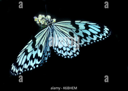 Tree Nymph Butterfly, Idea Leuconoe, Southeast Asian origin, but can also be found in Northern Australia and Southern Taiwan, paper kite, rice paper o Stock Photo