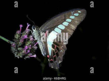 Common Jay Butterfly, Graphium doson, Asia, side view feeding on flower, tropical papilionid (swallowtail) butterfly with pale blue semi-transparent c Stock Photo