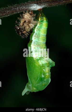 White Admiral Butterfly Caterpillar, Larvae, Ladoga camilla, just pupated, old skin attached, green pupae, chrysalis, dark background Stock Photo
