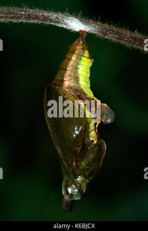 White Admiral Butterfly Pupae, Ladoga camilla, just pupated, green and brown, horns, chrysalis, dark background Stock Photo