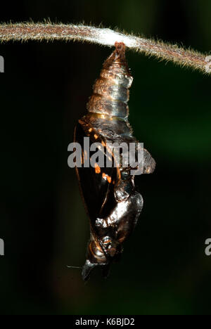 White Admiral Butterfly hatching from Pupae, Ladoga camilla, emerging, hanging on honesuckle stem, green and brown, horns, chrysalis, dark background, Stock Photo