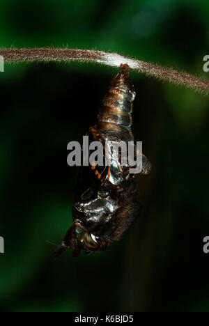 White Admiral Butterfly hatching from Pupae, Ladoga camilla, emerging, hanging on honesuckle stem, green and brown, horns, chrysalis, dark background, Stock Photo