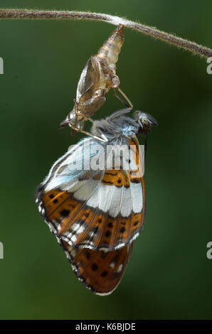 White Admiral Butterfly hatching from Pupae, Ladoga camilla, drying out wings, emerging, hanging on honesuckle stem, chrysalis, dark background, seque Stock Photo