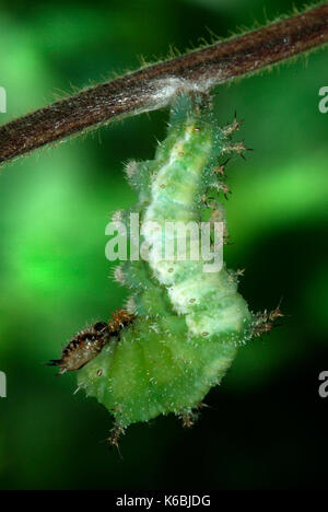 White Admiral Butterfly Caterpillar, Larvae, Ladoga camilla, hanging on honesuckle stem preparing to pupate, green pupae, chrysalis, light background Stock Photo