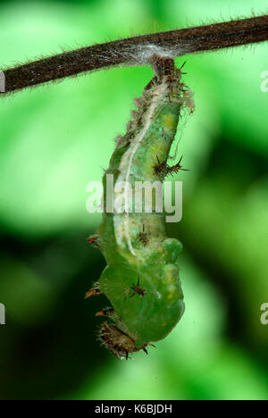 White Admiral Butterfly Caterpillar, Larvae, Ladoga camilla, hanging on honesuckle stem preparing to pupate, green pupae, chrysalis, light background Stock Photo