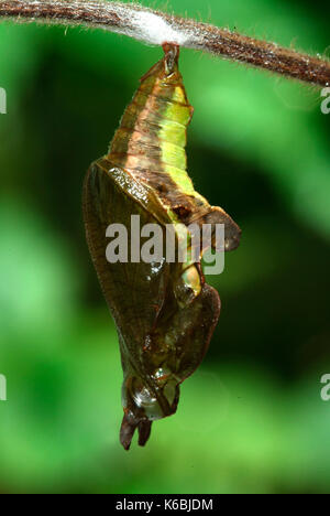 White Admiral Butterfly Caterpillar, Larvae, Ladoga camilla, hanging on honesuckle stem preparing to pupate, brown pupae, chrysalis, horns, light back Stock Photo