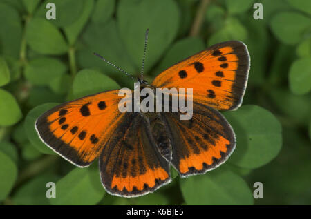 Large Copper Butterfly, Lycaena dispar, was extinct in UK, special breeding group for release, with wings open showing orange colour and brown spots Stock Photo