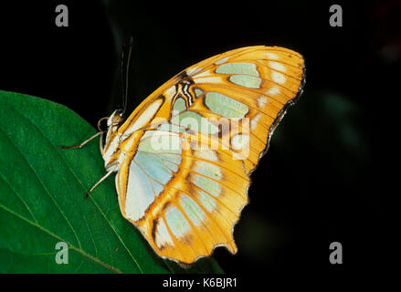 Malachite Butterfly, Siproeta stelenes, side view of wings, pearly coloured spots Stock Photo