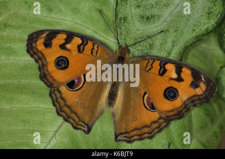 Peacock Pansy Butterfly, Precis almana, resting with wings open showing eye spots, South Asia Stock Photo