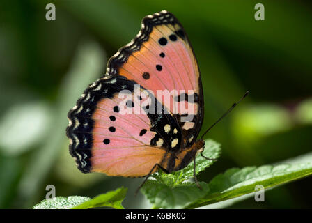 Octavia hi-res stock photography and images - Alamy