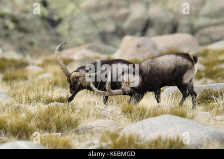 Spanish ibex - mating season Stock Photo