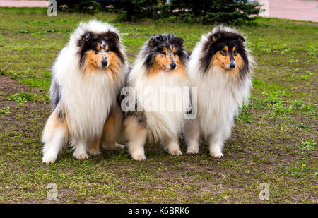 Two Rough сollies left. The Rough Collie seats on the grass in the park. Stock Photo