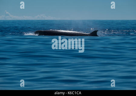 A northern bottlenose whale surfacing close to the whale watching boat in the Atlantic Ocean near to Pico Island. Stock Photo