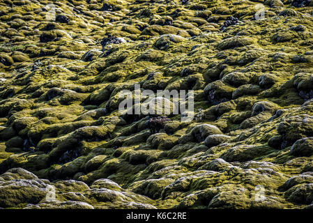 Lava fields are mossy, sunny summer day in Iceland. Stock Photo