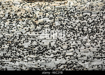 Tree eaten by beetles, holes in the tree. Stock Photo